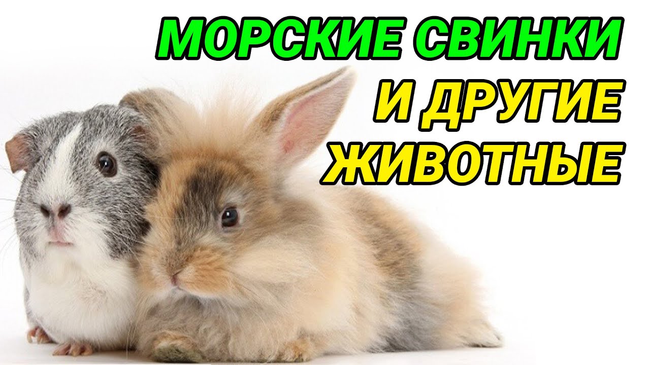 Морская свинка и кролик в одной клетке. Морские свинки и другие животные