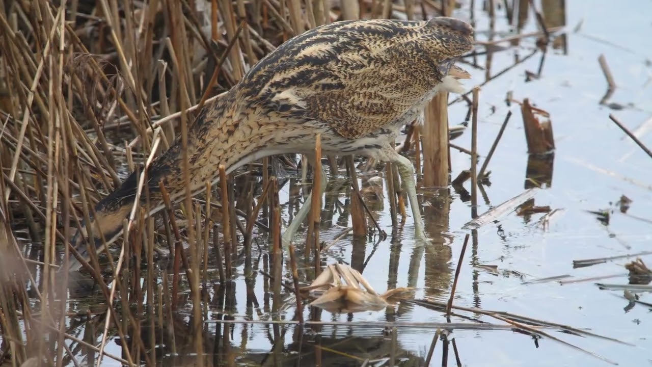 Bittern North Cave