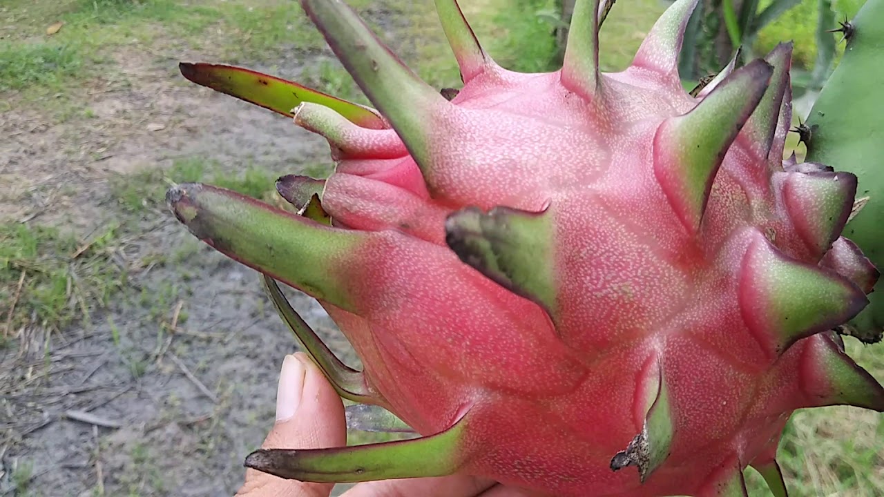 Pitaya Variedade