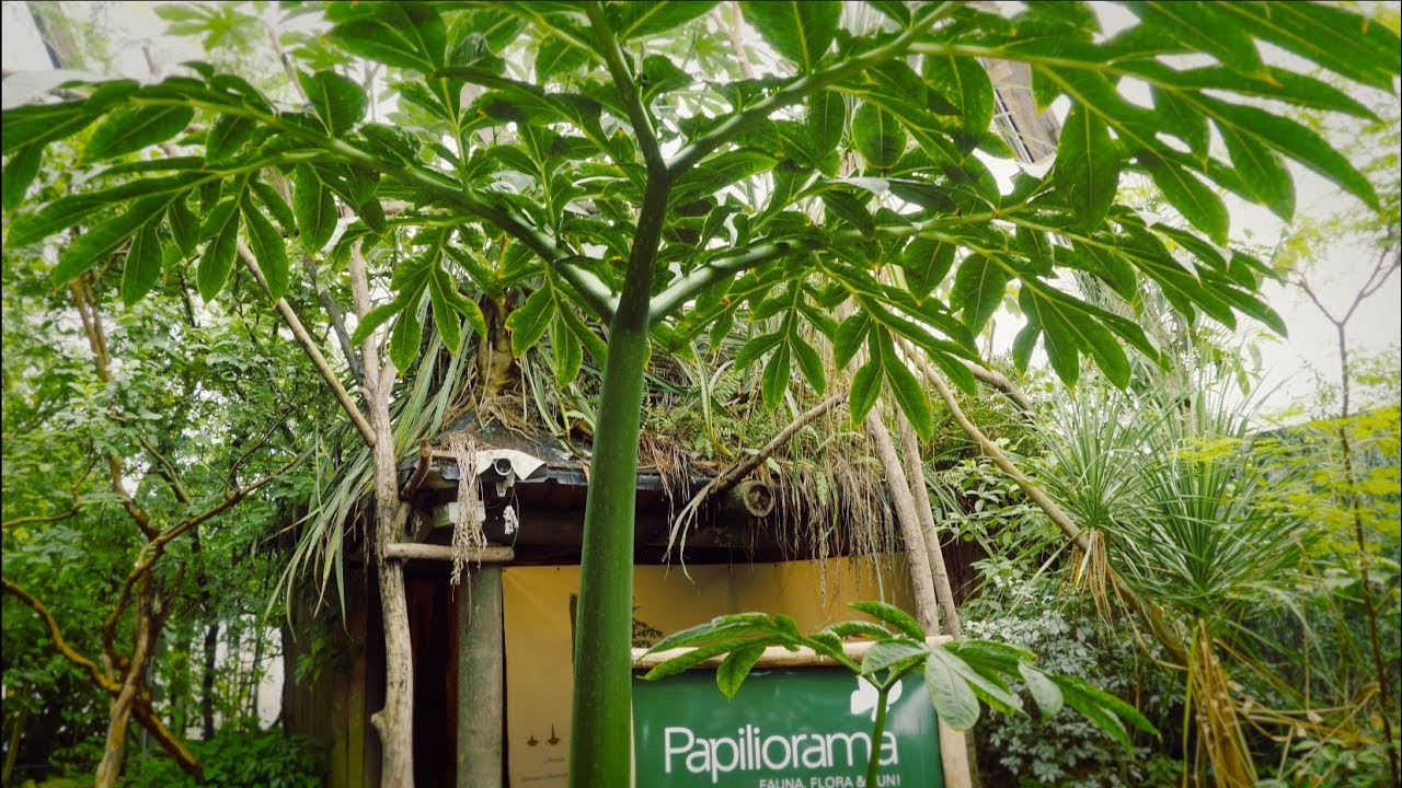 Papiliorama-Titanwurz vermehrt sich rekordverdächtig