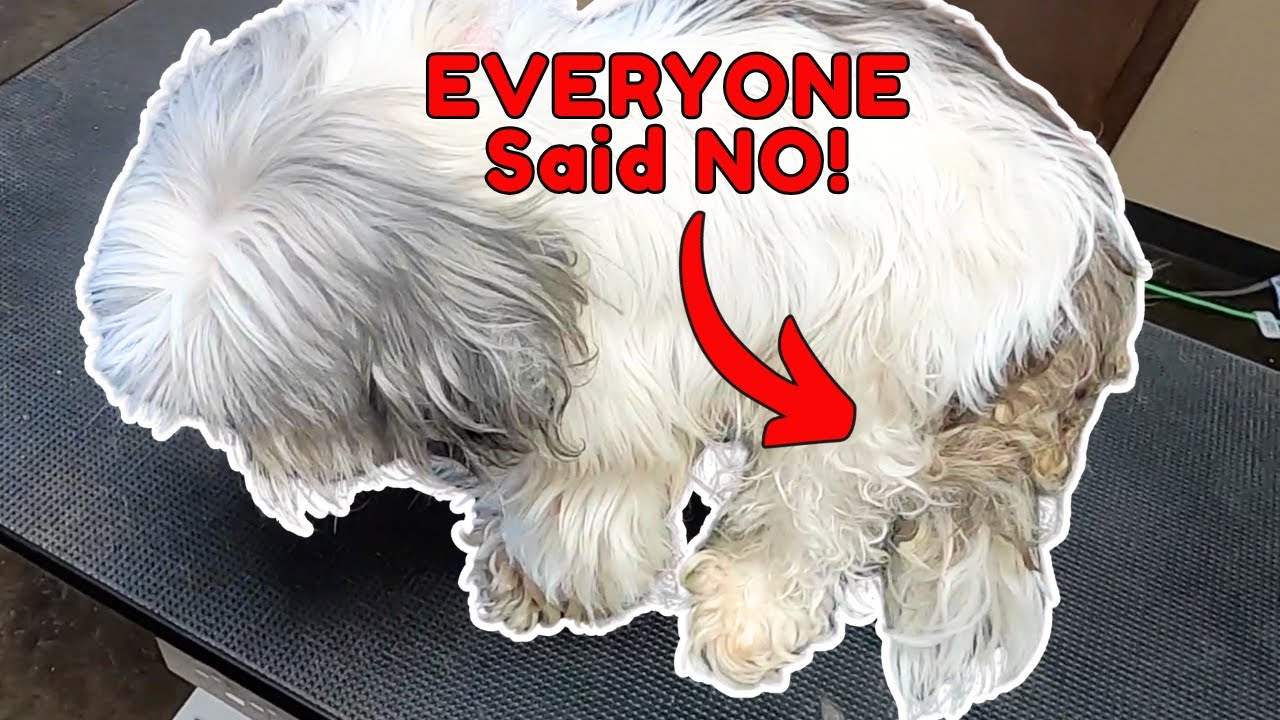 No Other Groomer Would Take Him...So I DID