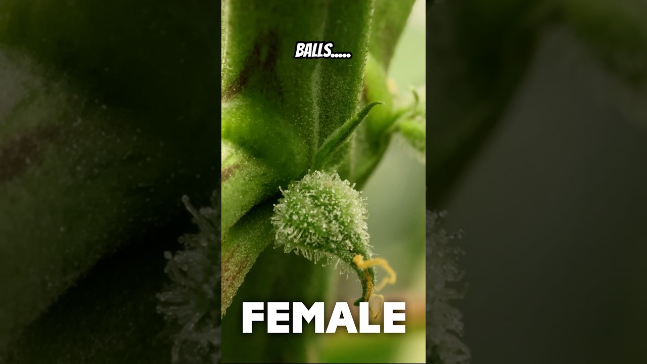 No, your plant did NOT herm, hairy balls are good #cannabisgrowtips