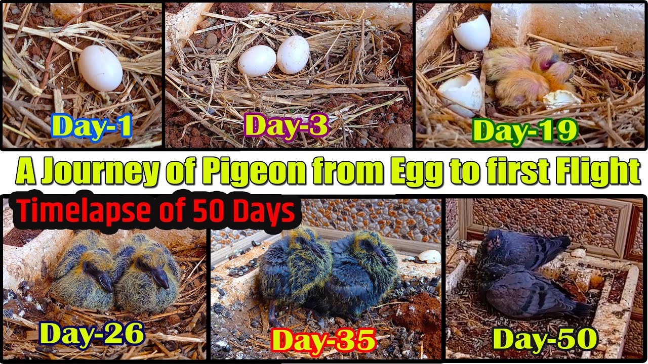 Egg to First Flight- A journey of Pigeon | 50 day timelapse Pigeon Egg Hatching | Glimpse of Nature