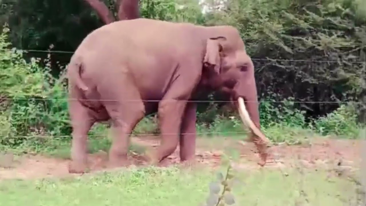මඟ දෙපස හමුවූ අපූරු මිතුරා