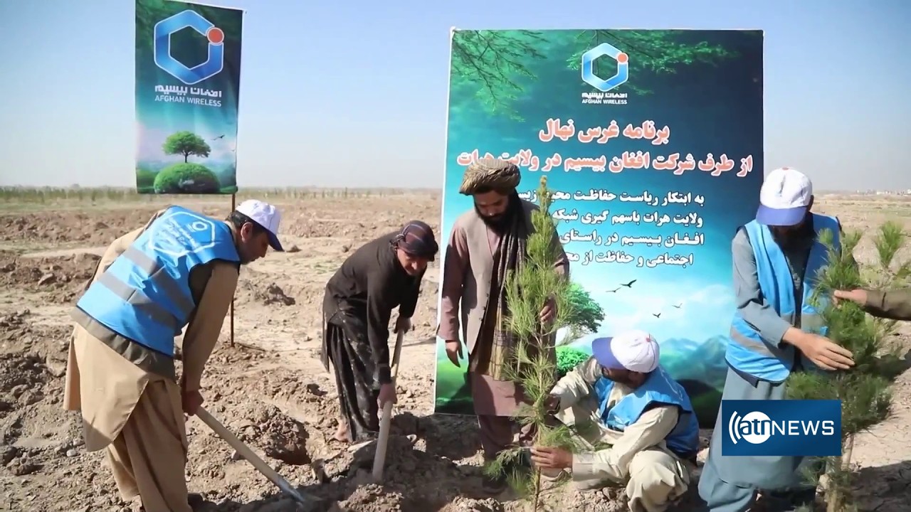 Afghan Wireless plants thousands of trees in Herat | افغان بیسیم هزاران اصله نهال را در هرات غرس کرد