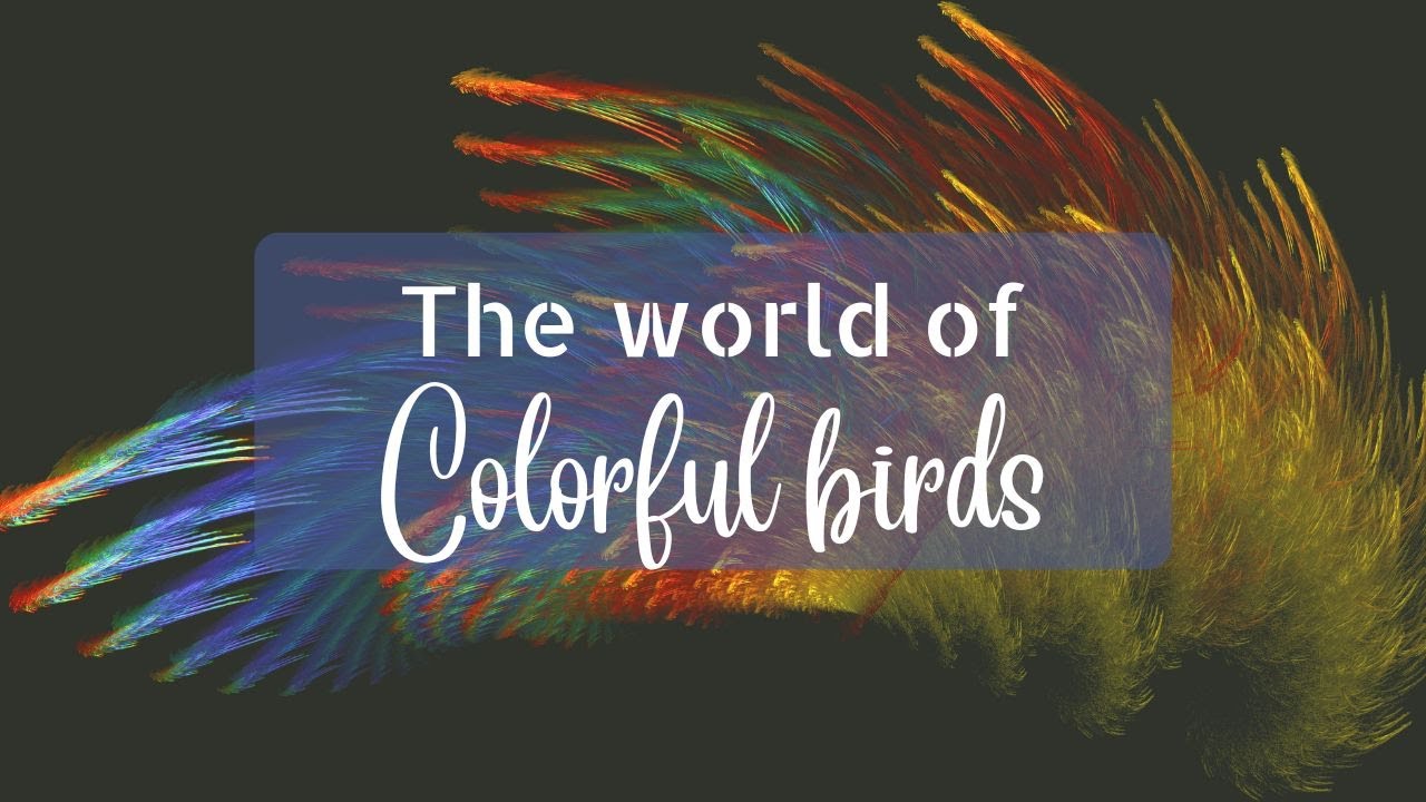 The beautiful world of birds | Colorful Birds