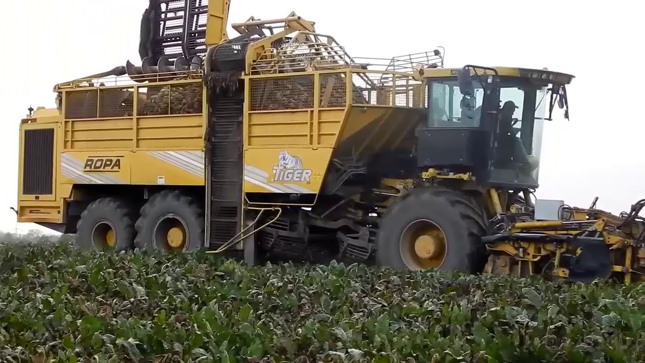 Extremalne Kopanie Buraków 2017✓🔝Ropa Euro Tiger 4,2x Deutz-Fahr,New Holland,Caterpillar