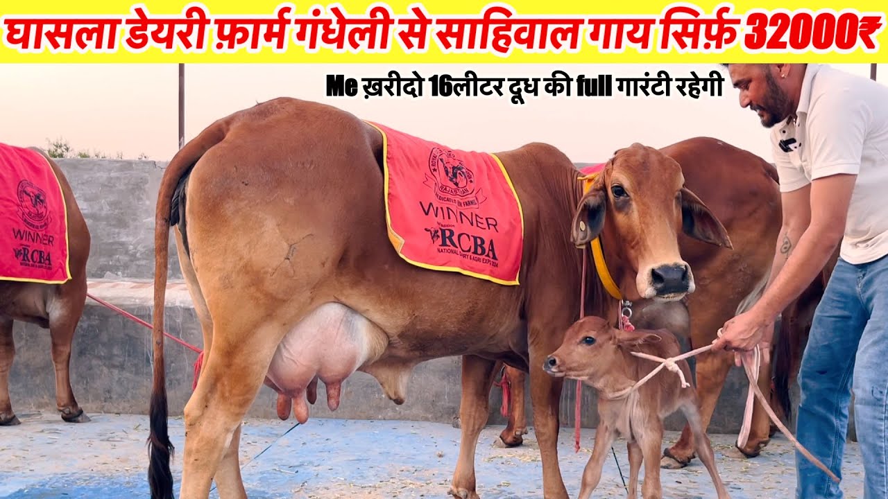 घासला डेयरी फ़ार्म गंधेली से साहिवाल गाय सिर्फ़ 32000₹ में ख़रीदो 16 लीटर दूध की गारंटी रहेगी~News 