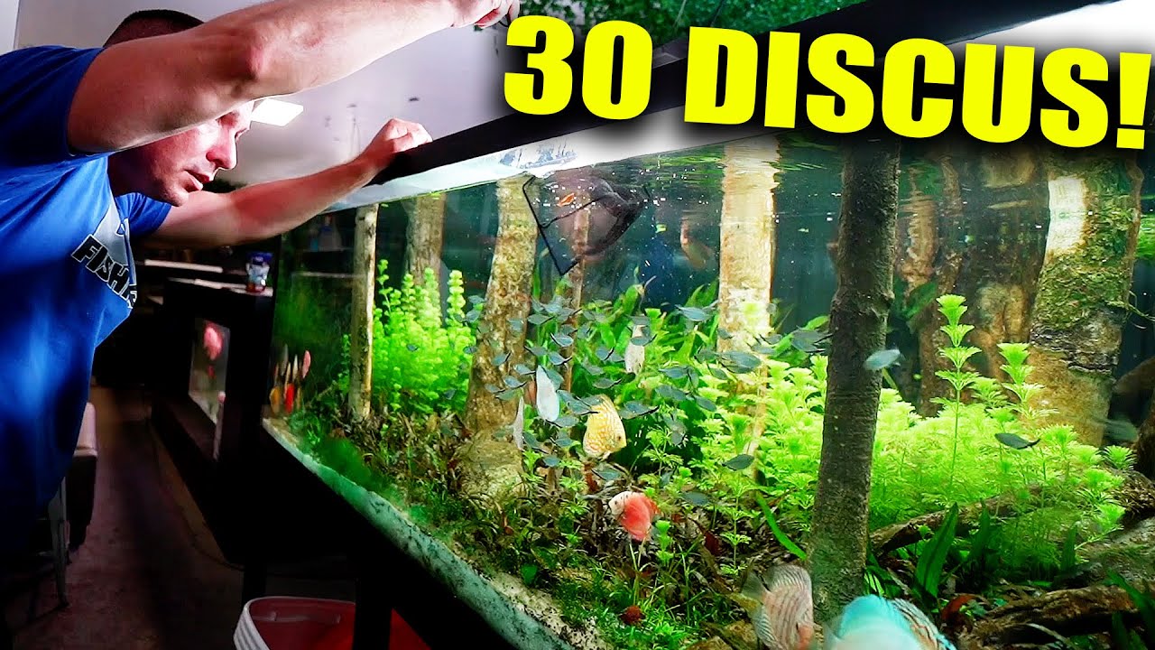The 700 gallon gets the 30 discus!! The king of DIY
