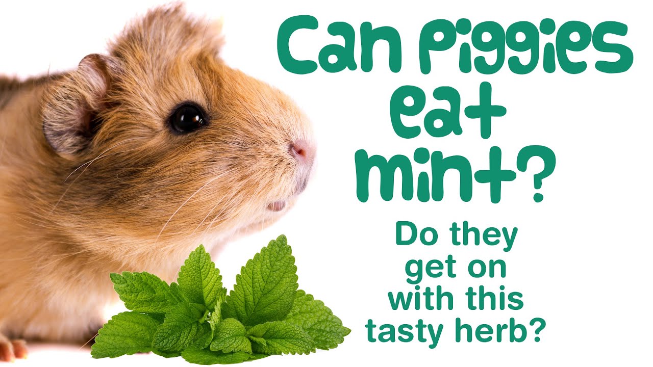 Can Guinea Pigs Eat MINT? | What Herbs Can Guinea Pigs Eat? | How Much & How Often? | Diet & Food
