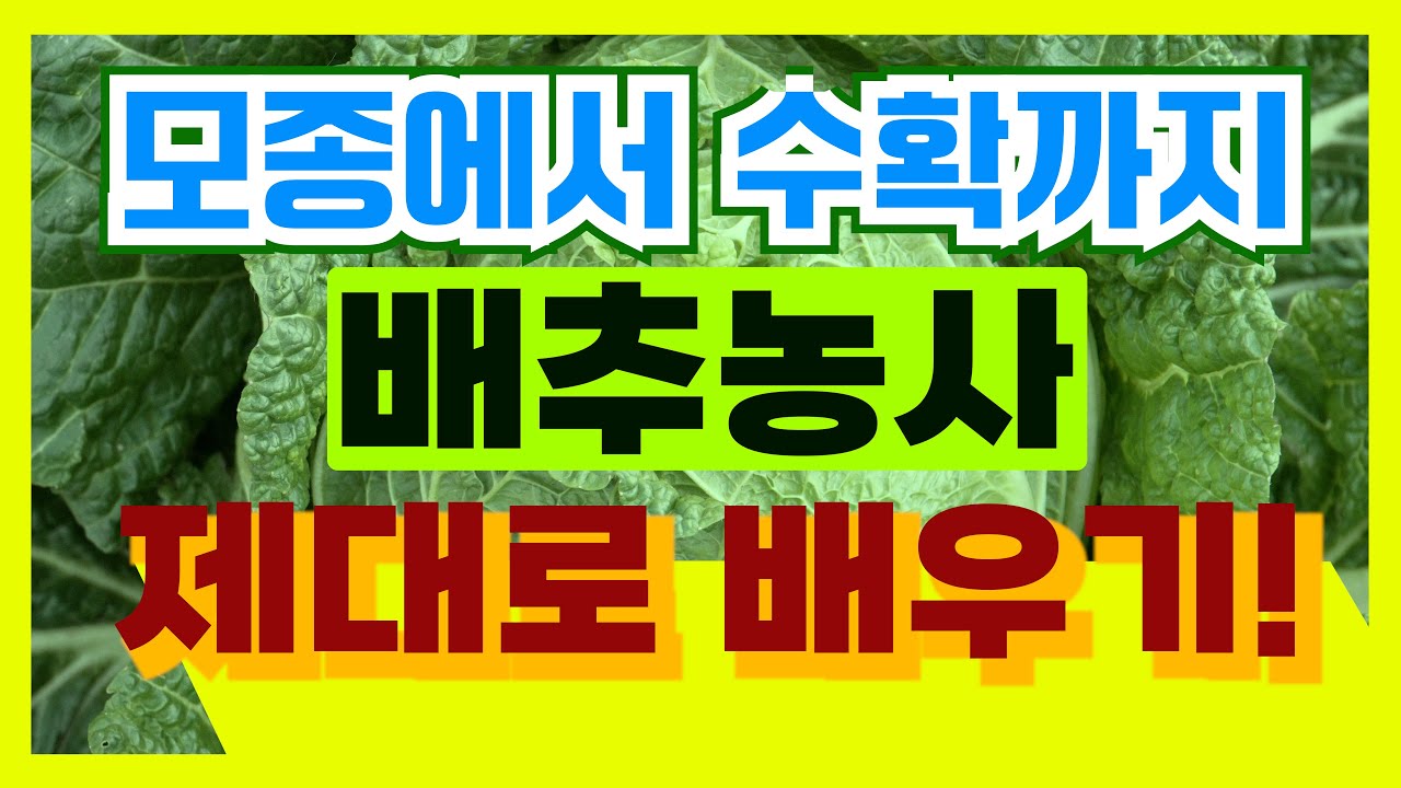 배추농사 제대로 배우기 모종에서 수확까지!! EP358