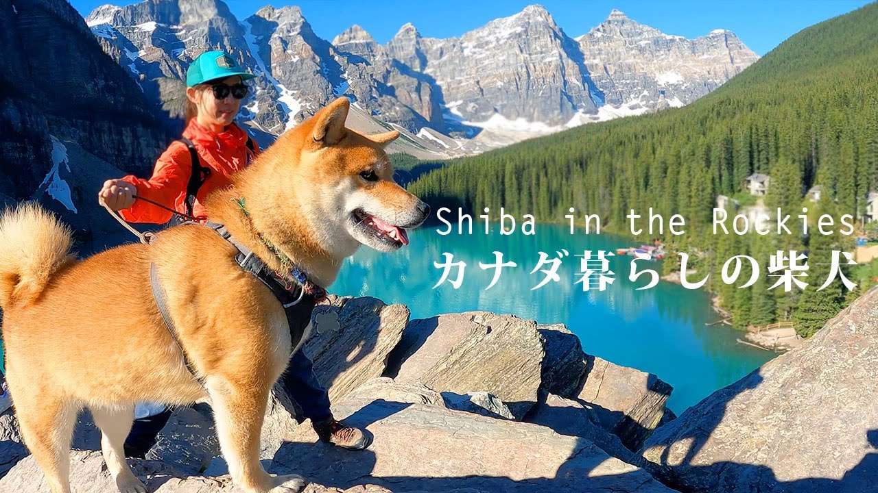 ロッキーを代表する氷河湖｜柴犬ナラと行くモレーンレイクとラーチバレーの展望ハイキング｜4K｜モレーンレイク｜Shiba Inu at Moraine Lake
