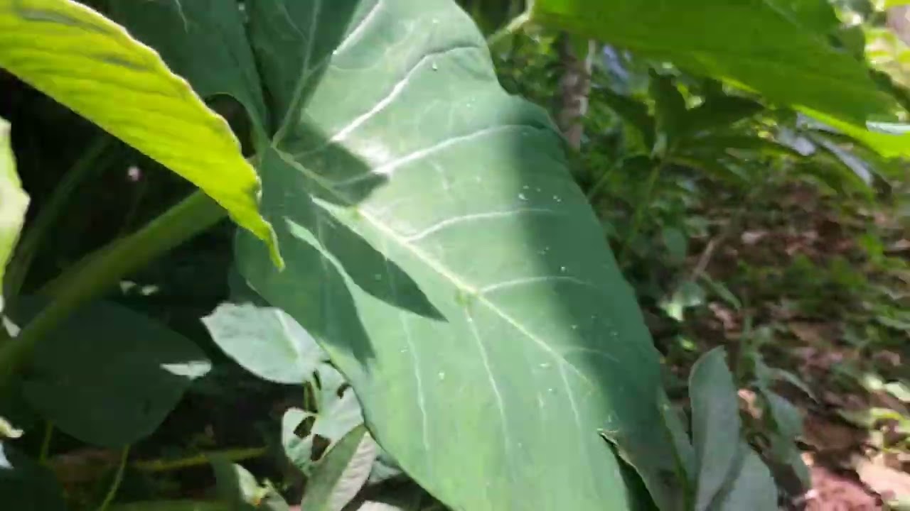 Porang tanpa pupuk dasar kurang maksimal kawan