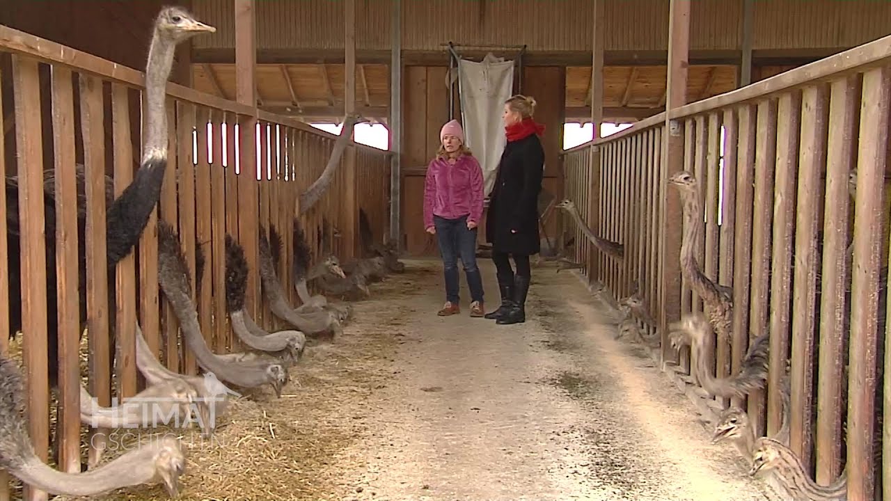 Heimatgschichtn - auf einer Straussenfarm in Hofstetten