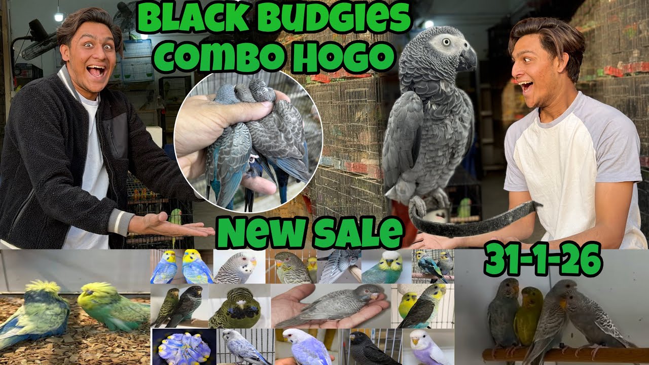 Combo|black face|black wing|Badgies new mutation on very low prices|A to Z birds factory|Anwer gussa