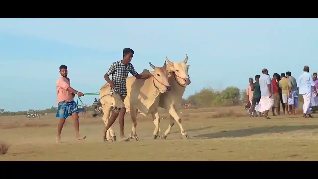 madduvandi savaari