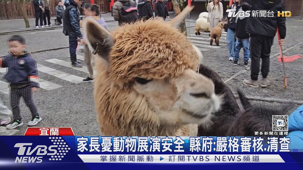農場小鹿.水豚吸引遊客 飯店羊駝巡禮拜年｜TVBS新聞 @TVBSNEWS01