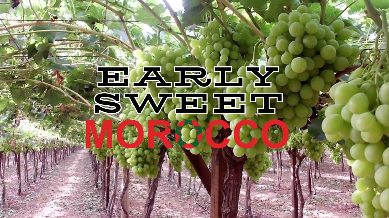 Morocco Starts Harvesting! Look At These Amazing Early Sweet Grapes!