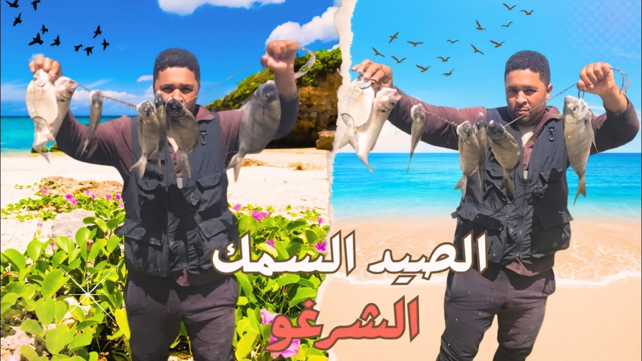 اليوم الغنيمة وافرة ماشاء الله 🐟 دازت زاهية الشرغو / ابلاغ / أخطوبوط / افضل مكان الفراجة