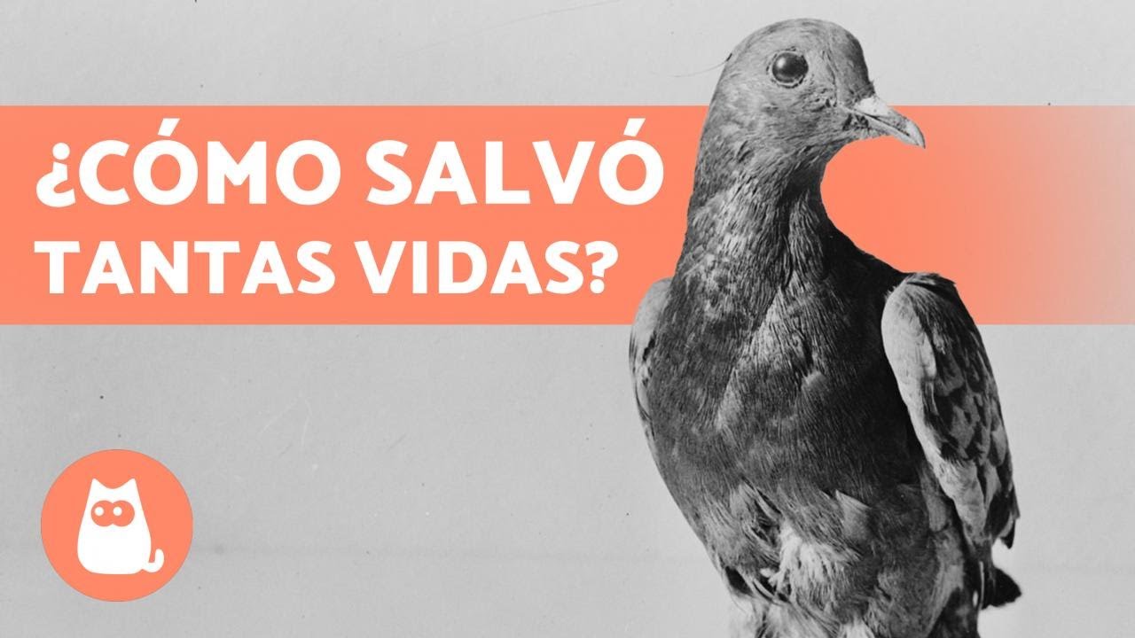 La PALOMA que SALVÓ cientos de VIDAS 🕊️🎖️ (Cher Ami)