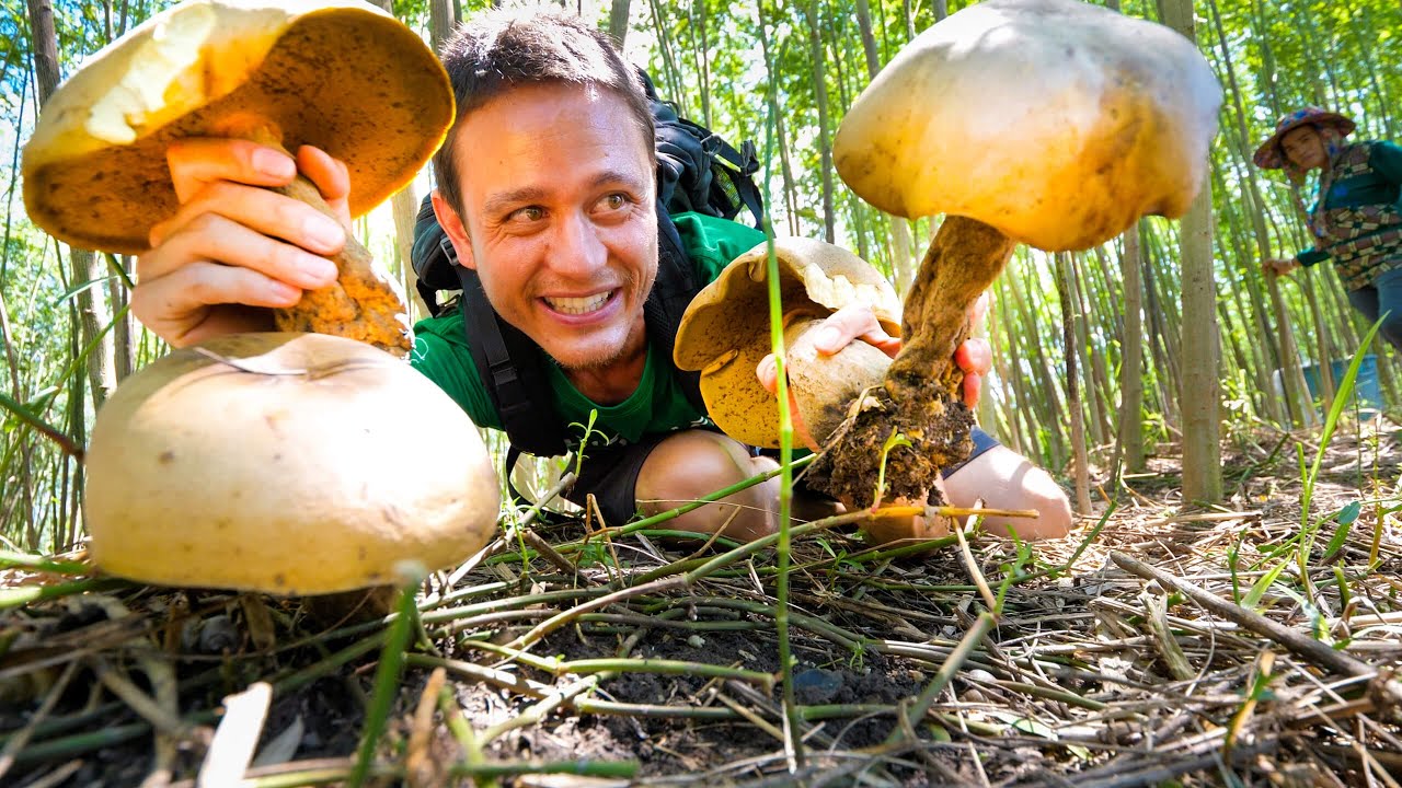 Head-Sized GIANT MUSHROOMS!! 🍄  Pick + Cook 3 Ways - LOCAL FOOD DELICACY!!