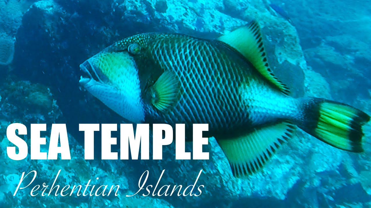 Scuba Diving at Sea Temple Perhentian Islands - Malaysia - Trigger Fish - Large Jelly Fish - Puffer