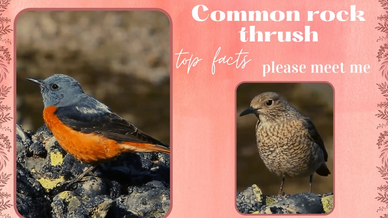 common rock thrush facts