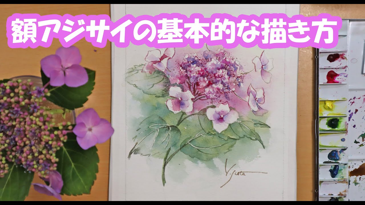 【透明水彩画】額アジサイの基本的な描き方