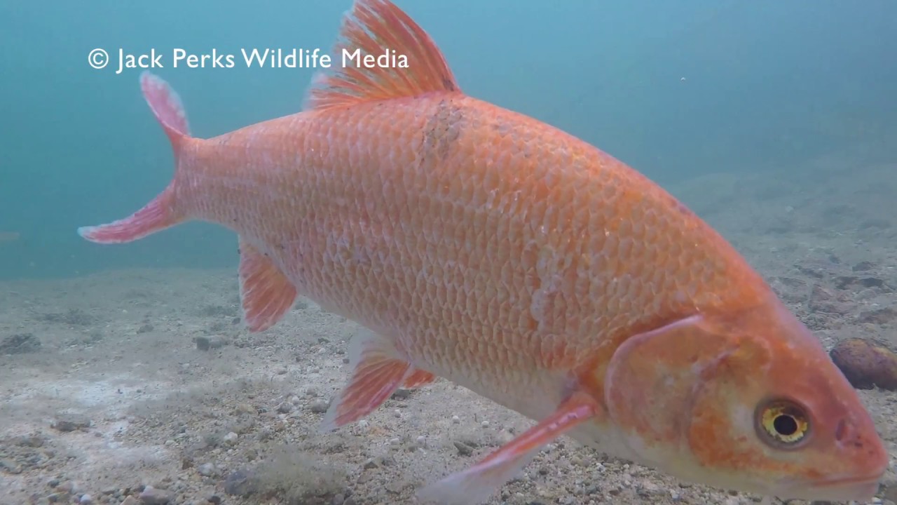 Large Orfe Feeding Underwater