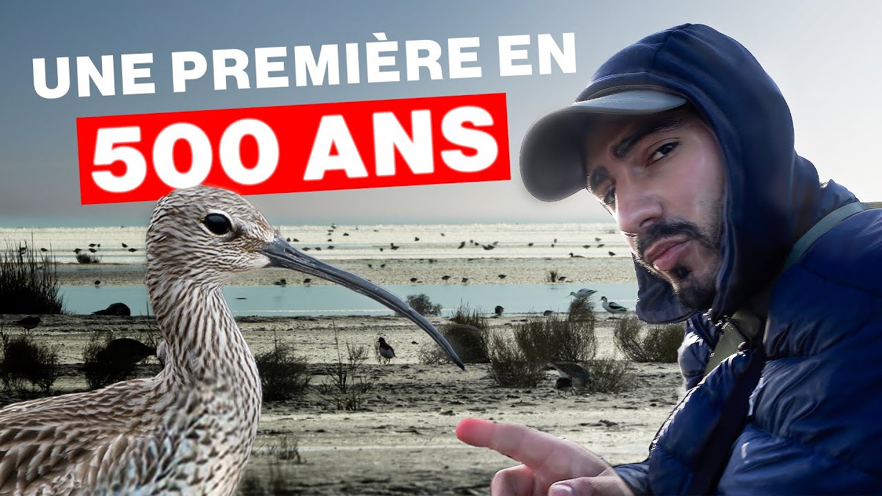 Extinction HISTORIQUE d’un oiseau en Europe... C’était un limicole !