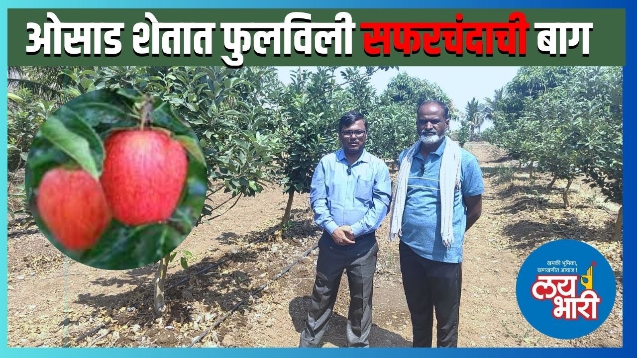 दुष्काळी माण तालुक्यात सफरचंदाची शेती | Agriculture | Apple Farming |Man Taluka Apple Farming