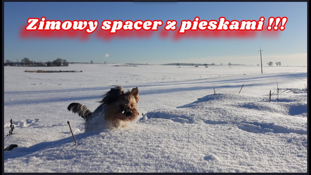 Zimowy spacer z pieskami !!!  #bojarowanie