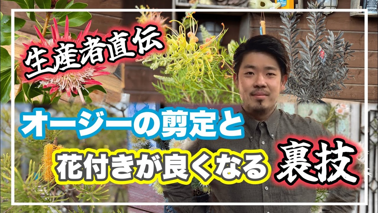 生産者直伝！オージープランツの剪定と花付きが良くなる裏技！【オージープランツ】