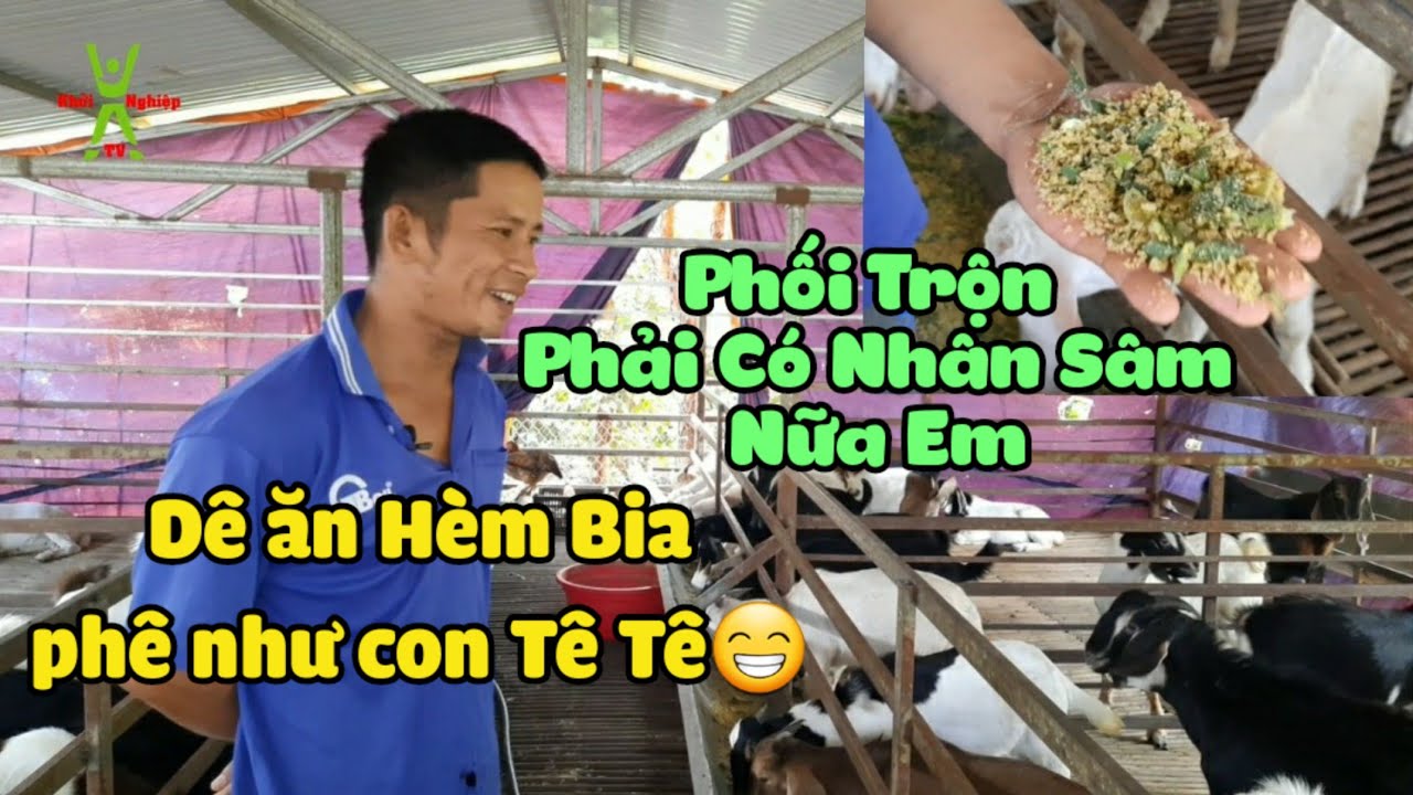 Kỹ Thuật nuôi dê vỗ béo bằng hèm bia rất hiệu quả | Khởi Nghiệp TV