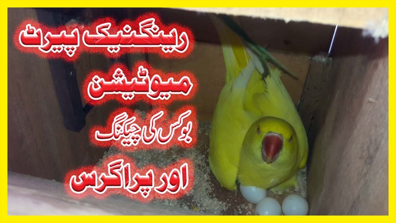 RINGNECK PARROTS MUTATION PAIRS BOX CHECKING AND PROGRESS/BIG BIRD'S LOVER'S PLANET