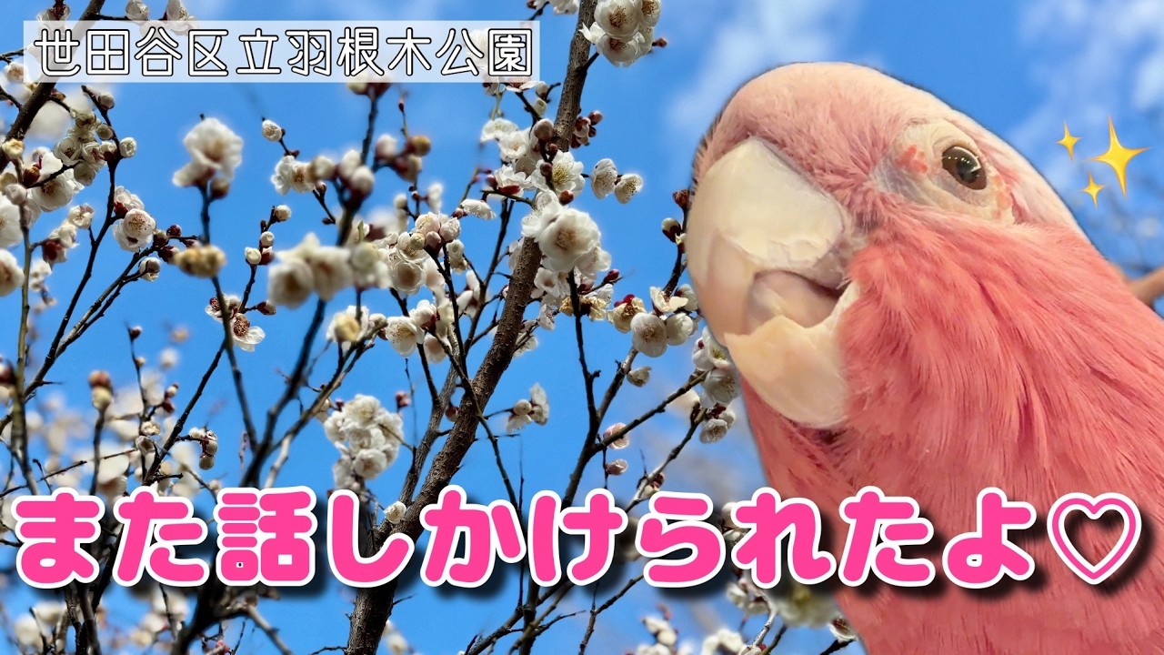 都内で気軽に観梅｜羽根木公園でほっこり散歩【おしゃべりモモイロインコの春ちゃん】