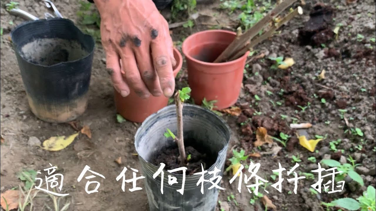 【扦插枝條 】適合任何枝條扦插～我是百分之百成功～你不防試試【桑葚~無花果～葡萄…】