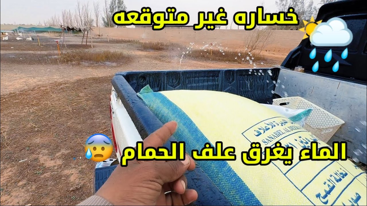  نقلنا الحمام الزاجل في مكان الفرنسي وتعليف الغنم  😇🕊️