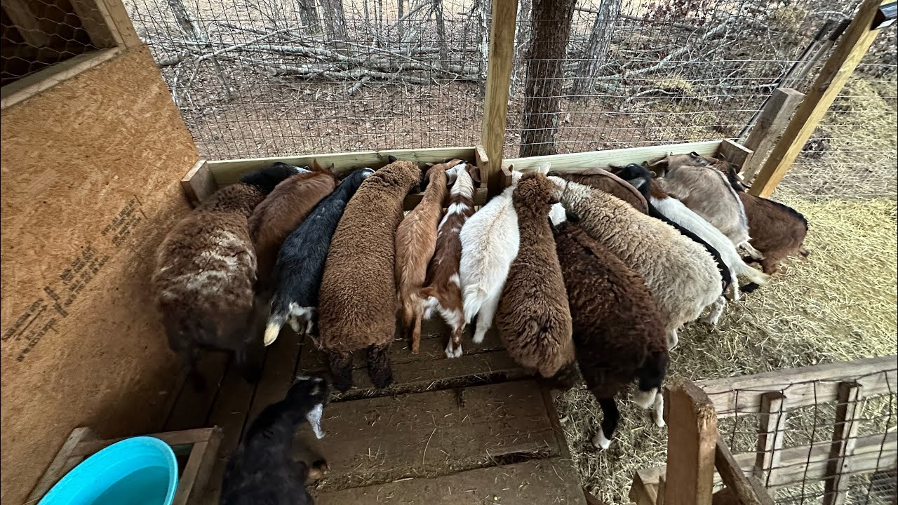 How we mix our animals feed 