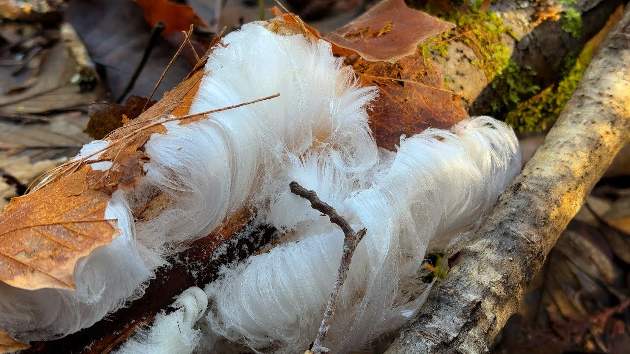 Hair Ice along the Dungeness River – Frosty Walk with Skye