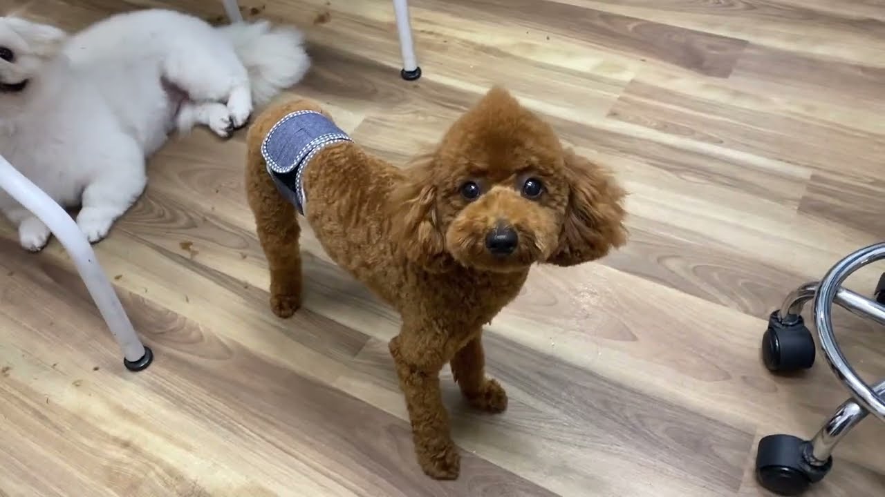 唐獅子くんのカット