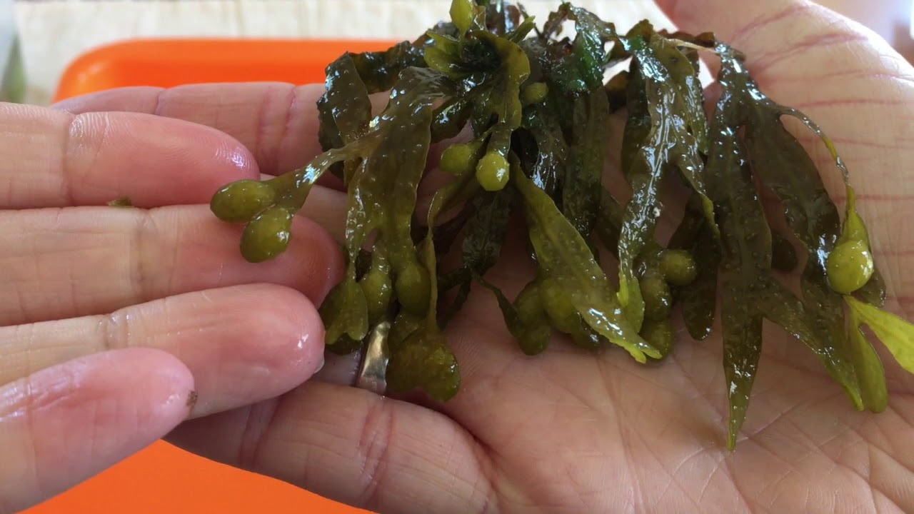 CSEP Science Friday: Seaweed!