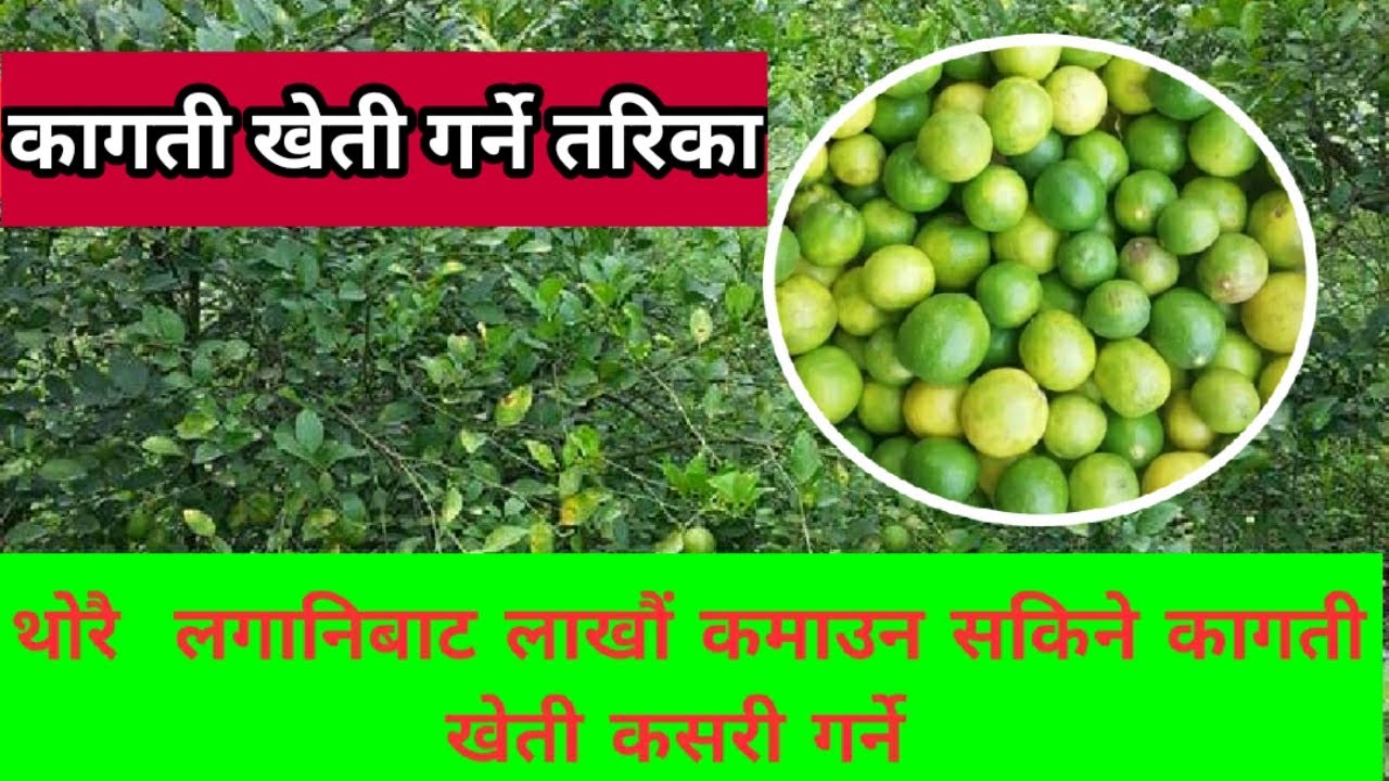 कागती खेती गर्ने तरिका | लाखौं आम्दानी दिने सुन कागती खेती कसरी गर्ने | Kagati kheti in Nepal