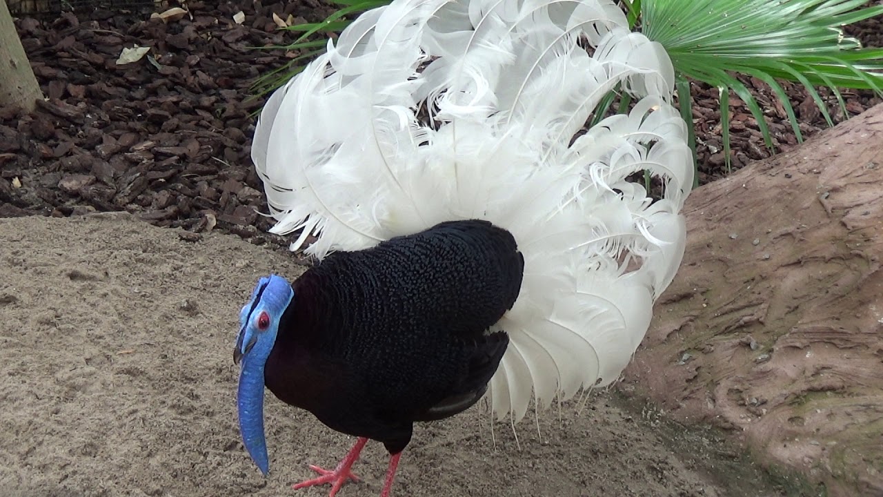 Displaying Bulwer's Pheasant
