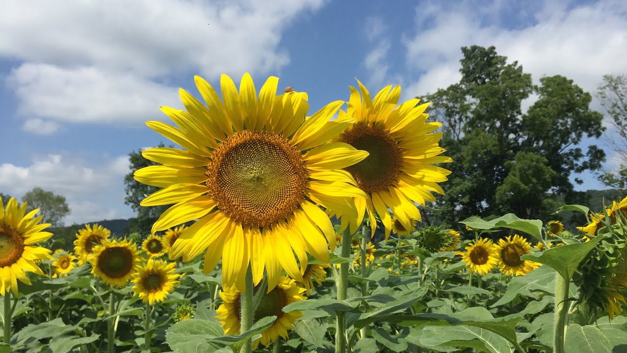 Sunflower&rsquo;s garden at Von thun farms.