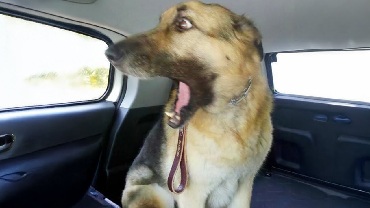 Overdramatic Dogs Who Deserve An Oscar 😁 Funny Dog Videos 2025