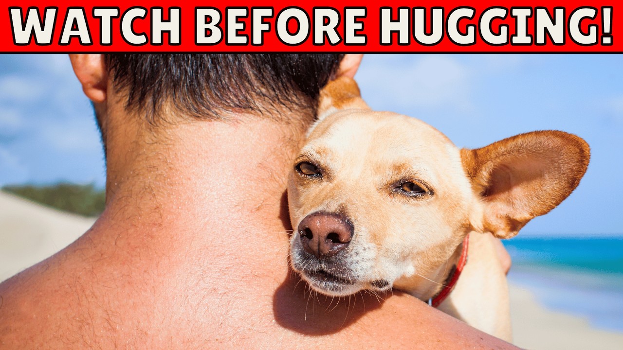 Do You Hug Your Dog? Understand How Dogs Perceive Hugs