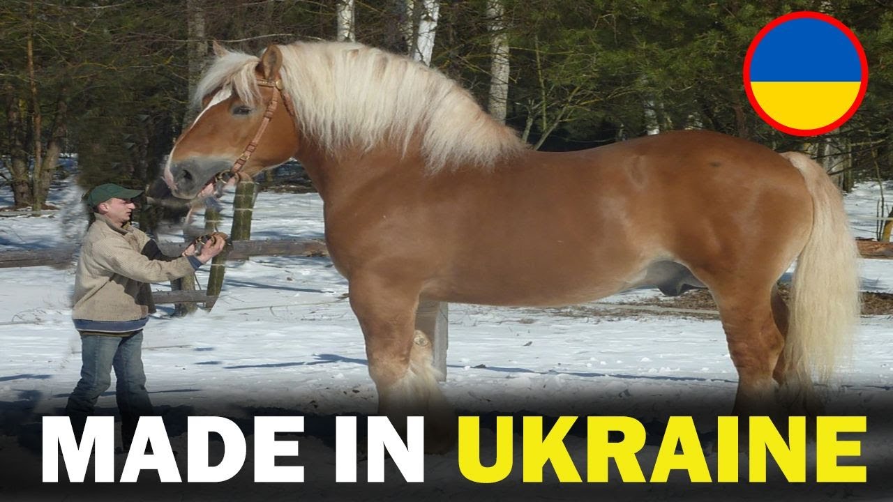 6 RARE Ukrainian Origin Horse Breeds You Don&rsquo;t Know About!!