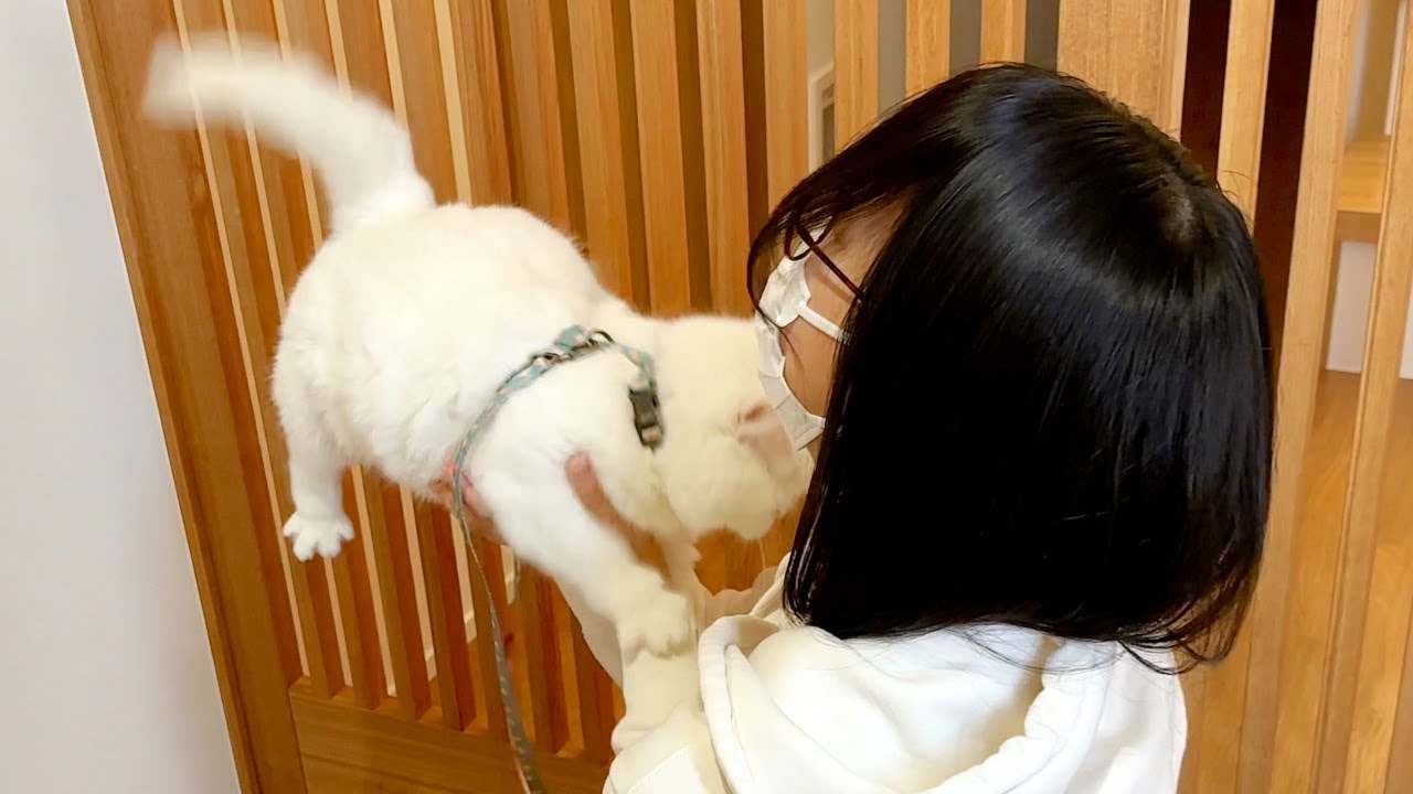 散歩じゃなくて病院だと分かった猫の反応がこちら…笑