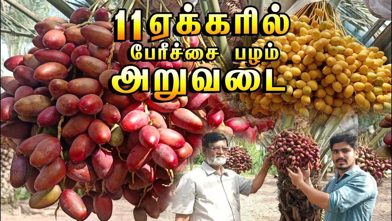 11ஏக்கரில் பேரிச்சம்பழம் சாகுபடி | Dates Palm Harvesting | Dates Plant | Farming | Dharmapuri | Agri